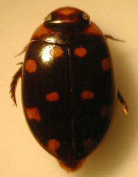 Figura 26 - Vista dorsal de Thermonectus marginegutathus (Aubé, 1838). Foto de Benetti, C