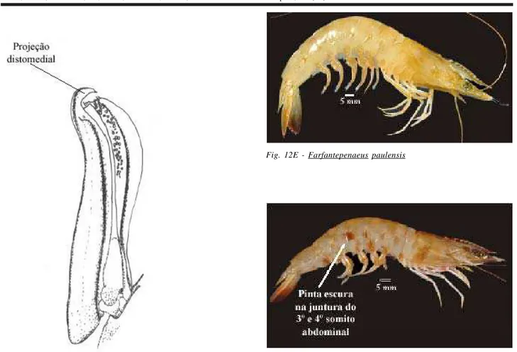 Fig. 12C  Alguns aspectos da genitália externa de um exemplar macho. Petasma. (Pérez Farfante &amp; Kensley,  1997)