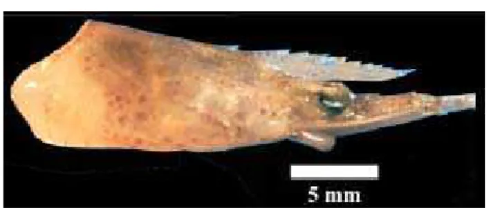 Fig. 13D – Sicyonia  dorsalis . Vista lateral do rostro. Fig. 13C – Rimapenaeus  constrictus