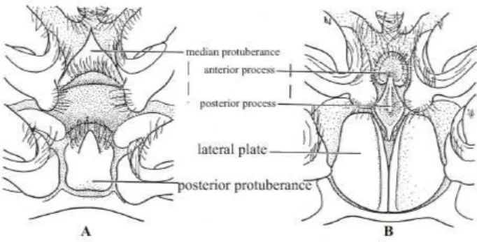 Fig. 1 – Esquema hipotético de um camarão peneídeo em vista lateral (Pérez Farfante &amp; Kensley – 1997)