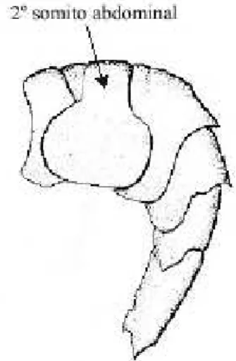 Fig. 4 – Vista lateral de uma carapaça de um camarão Dendrobranchiata, evidenciando os pereiópodos.