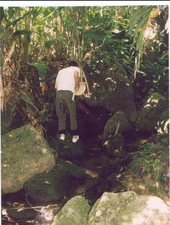 Fig. 3. Detalhe do trecho amostrado no córrego Andorinha, Ilha Grande.