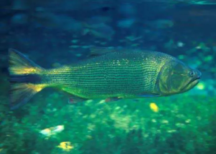 Figura 4. O monitoramento rio Baía Bonita está focado principalmente nas observações subaquáticas de espécies que ocupam posição de topo na cadeia alimentar, como o dourado, Salminus maxillosus (Foto: José Sabino, 21/03/2002).