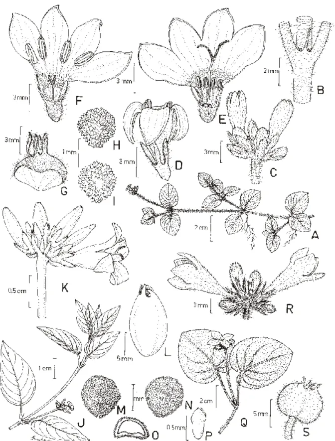 Figura 1. A-I. Coccocypselum campanuliflorum: A. Hábito. B. Estípula. C. Inflorescência