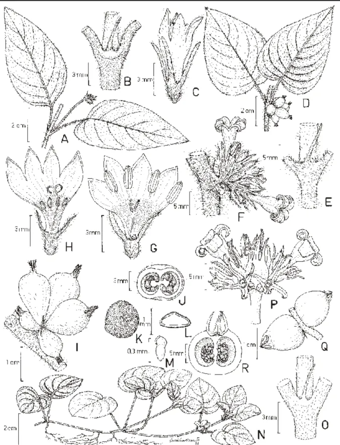 Figura 2. A-C. Coccocypselum erythrocephalum: A. Ramo florido. B. Estípula. C. Flor longistila