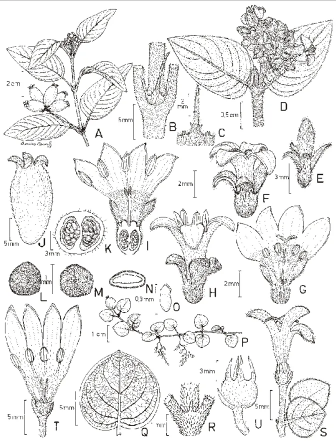 Figura 3. A-O. Coccocypselum lanceolatum: A. Ramo com flores e frutos. B. Estípula. C
