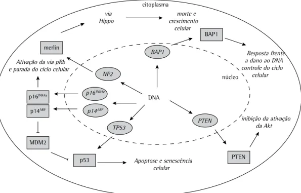 Figura 1 - Envolvimento dos genes e suas respectivas proteínas no desenvolvimento do mesotelioma  maligno