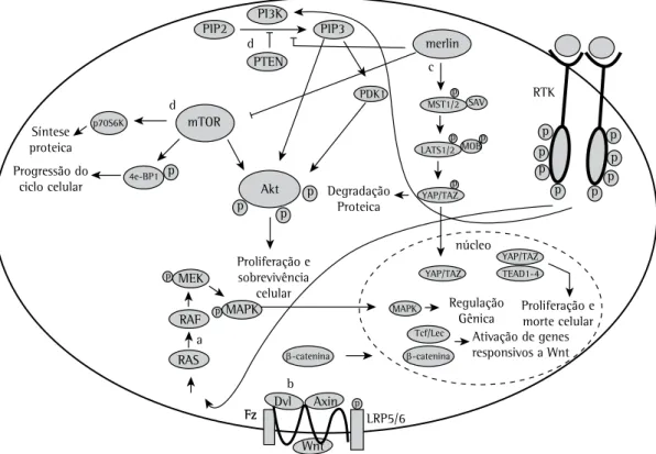 Figura 3 - Vias bioquímicas mais comumente alteradas no mesotelioma maligno. Em a, os receptores tirosina  quinase são frequentemente ativados no mesotelioma maligno, gerando assim um aumento das vias bioquímicas  Ras e PI3K