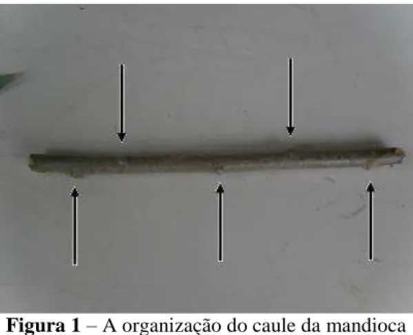Figura 1  – A organização do caule da mandioca  Fonte: (SILVA, 2011, p. 74) 