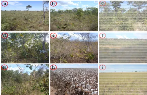 Figura 4 - Fotografias registradas em trabalho de campo represen fitofisionomias e usos existentes na área de estudo: a) Campo sujo; b)