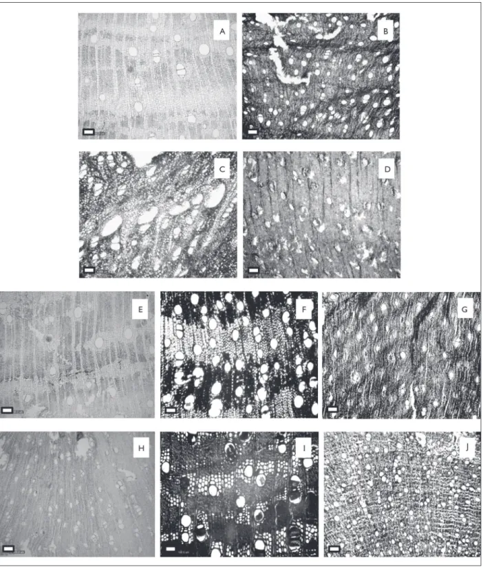 Figura 4. Aspecto geral da estrutura anatômica das madeiras das estacas arqueológicas do Sambaqui Cubatão I, em seção transversal: A) Andira  sp; B) Avicennia schaueriana; C) Bauhinia sp.; D) Buchenavia sp.; E) Handroanthus sp.; F) Laguncularia racemosa; G