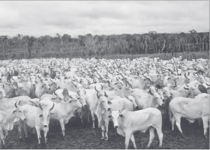 Figura 3. Rebanho de vacas da raça Nelore aguarda para entrar no curral, Mato Grosso, 1986