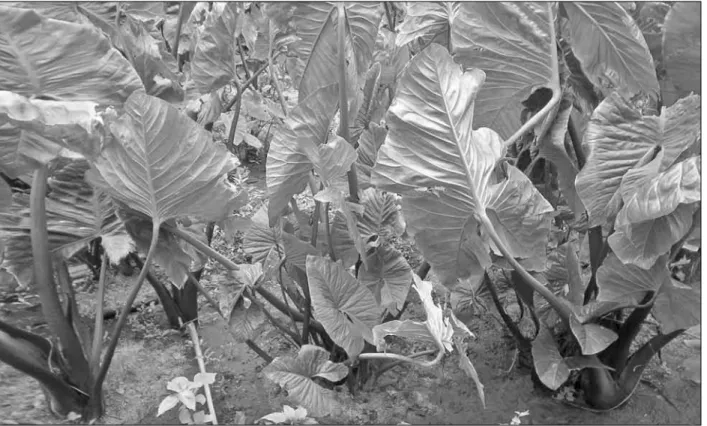 Figura 6. Plantação de taro. Foto: Madaleno, 2010.
