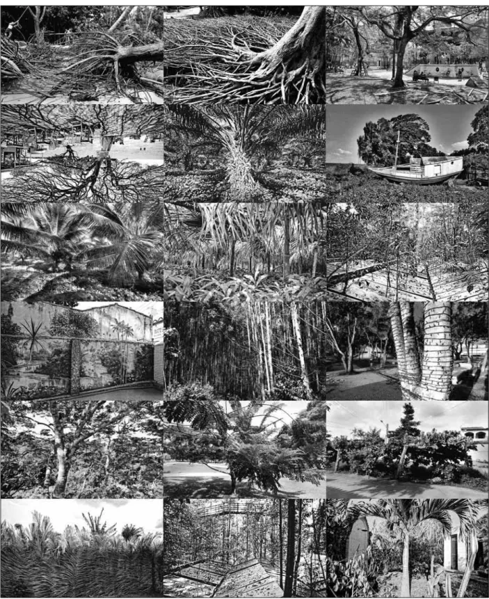 Figura 4. Série Arborescência (1999-2003). Fotos: Patrick Pardini.
