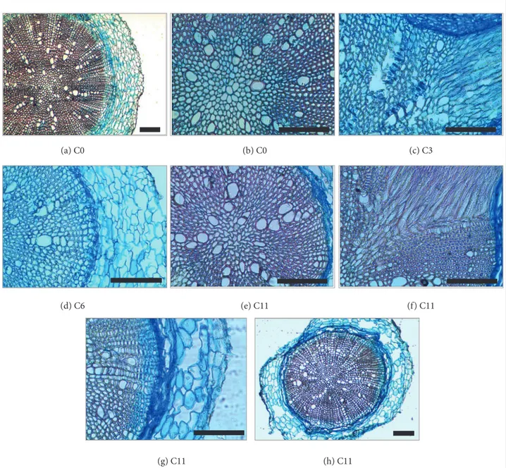 Figura 5. Seções transversais de raízes de girassol submetidas a 0 (a, b); 3 (c); 6 (d) e 11 (e, f, g, h,) passadas de trator, evidenciando as  principais alterações anatômicas