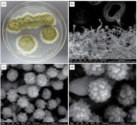 Figura 1. A. parasiticus IMI 242695 incubados em meio ágar GYEP, por 7 dias, a 25 °C. (a) Macroscopia do crescimento fúngico – controle  positivo (10 µl da suspensão de 1,0×10 6  esporos/ml de em cada “spot”), (b) eletromicrografia da colônia de A. parasit