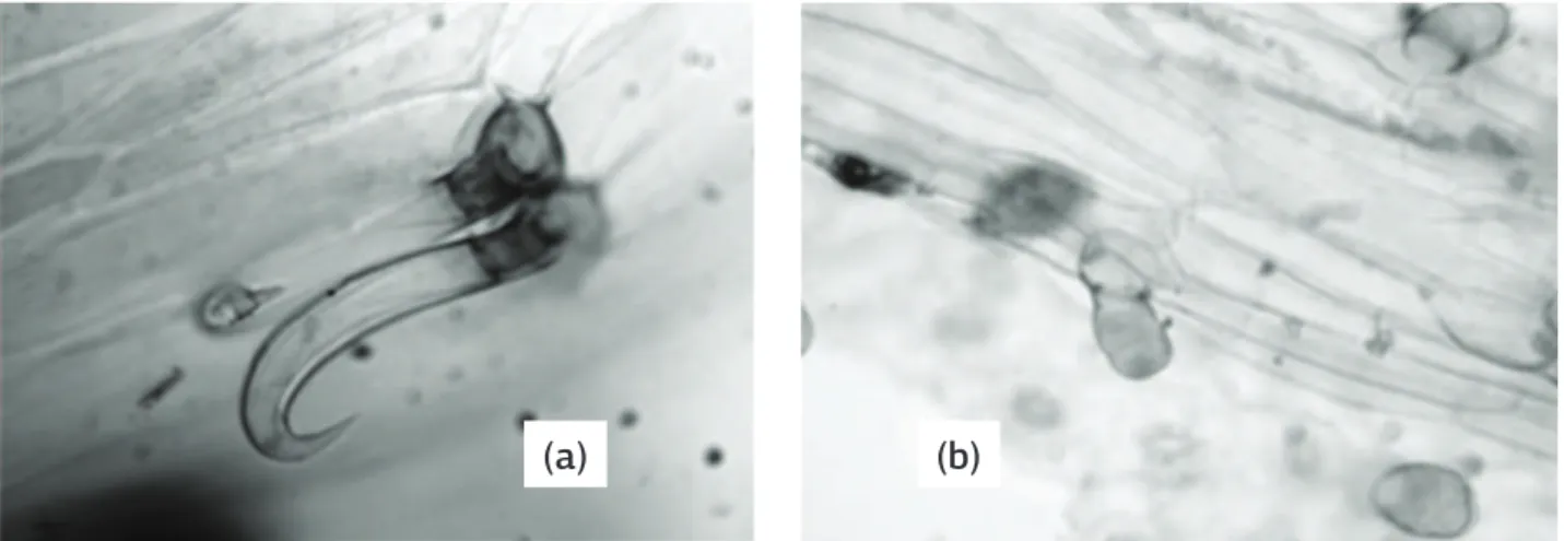 Figura 1. Tricomas em genótipos de feijoeiro: (a) Tricoma tector unciforme; (b) Tricoma glandular.
