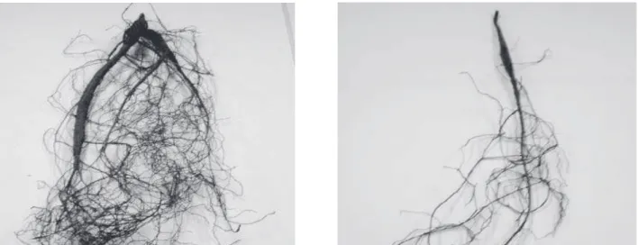 Figura 2. Aspecto do sistema radicular de mudas de Anadenanthera macrocarpa (angico) em solo antropizado estéril submetido à inoculação  com Glomus etunicatum e Gigaspora margarita (a) e solo antropizado natural (b).