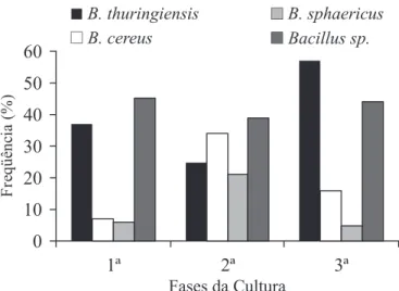 Figura 2. Freqüência de Bacillus spp. em amostras de solos orizícolas em amostragens anterior ao preparo do solo (1.ª), após a irrigação (2.ª) e após a colheita do arroz (3.ª)  Cachoeirinha (RS)