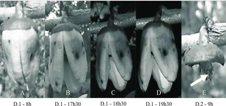Figura 4. Antese da flor de Annona crassiflora (A, B, C e D) e aspecto da flor após queda dos verticilos florais, com algumas anteras pendentes e ainda presas ao receptáculo floral (E)