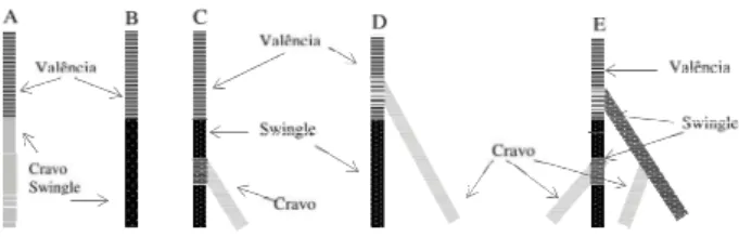 Figura 2.  Orientação, em relação aos pontos cardeais, dos porta-enxertos e subenxertos avaliados para laranjeira ‘Valência’: A) Planta de porta-enxerto simples ‘Cravo’ ou citrumeleiro ‘Swingle’; B) Planta de porta-enxerto duplo com ‘Cravo’ na face sul e ‘