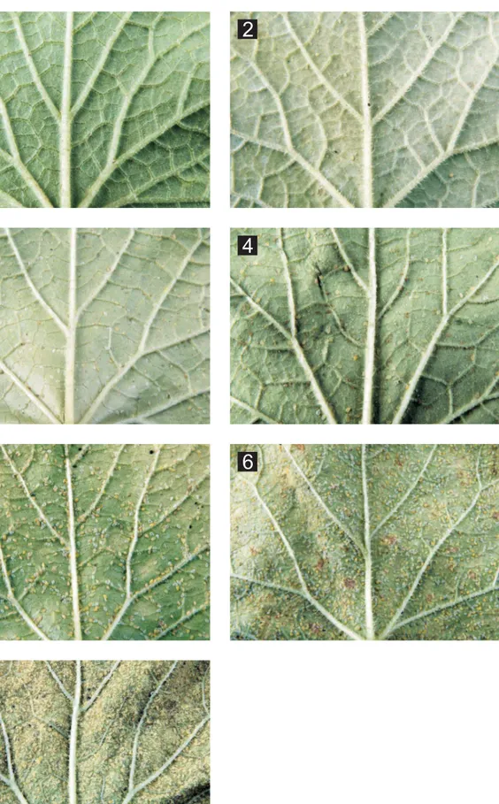 Figura 1.  Escala de notas de colonização de folhas de meloeiro por B. tabaci biótipo B, variando de 1 a 7