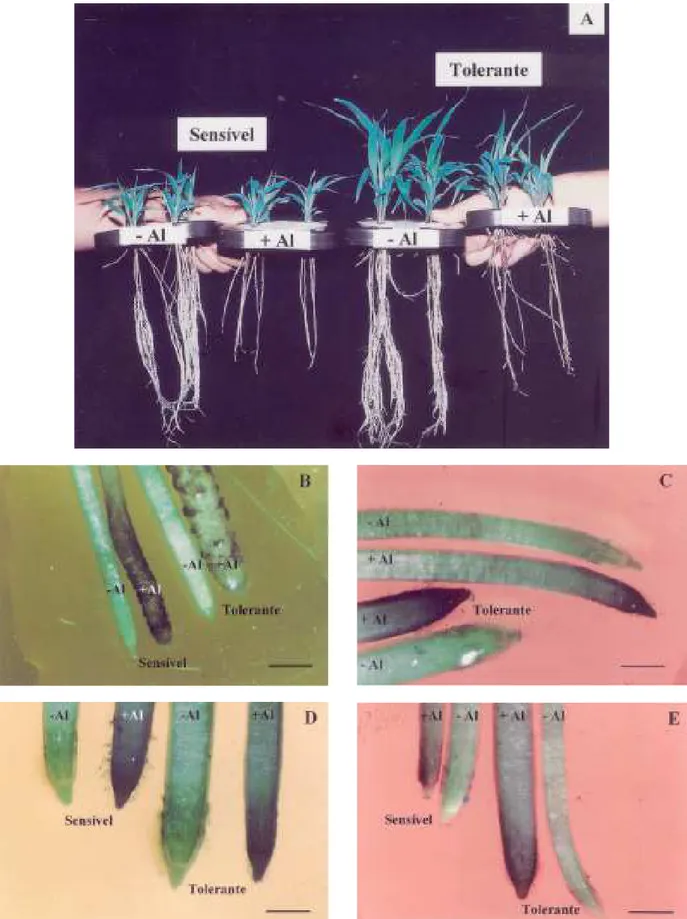 Figura 1. Aspecto geral das plantas e morfologia externa das raízes seminais de dois cultivares de sorgo (Sorghum bicolor) tratados ou não com Al +3 