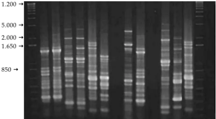Figura 4: Amplificação dos 13 isolados de rizóbio oriundo da planta-isca Jacatupé (P. erosus L.) com o marcador BOX-PCR