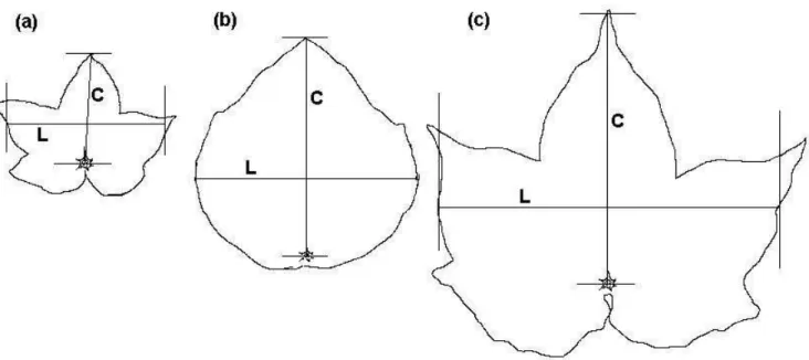 Figura 1. Contorno de imagens digitalizadas de folhas de algodoeiro jovem em   expansão (a); folha cordiforme (b) e