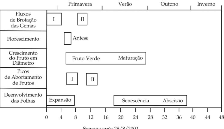 Figura 3. Fenologia do caquizeiro ‘Rama Forte’, ciclo  2002/2003, Piracicaba, SP.