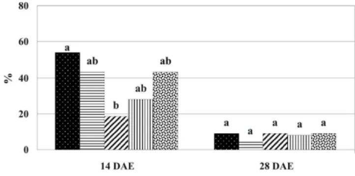 Figura 2. Incidência de S. frugiperda (%) em plantas de milho safrinha, aos 14 e 28 dias após a emergência (DAE), em