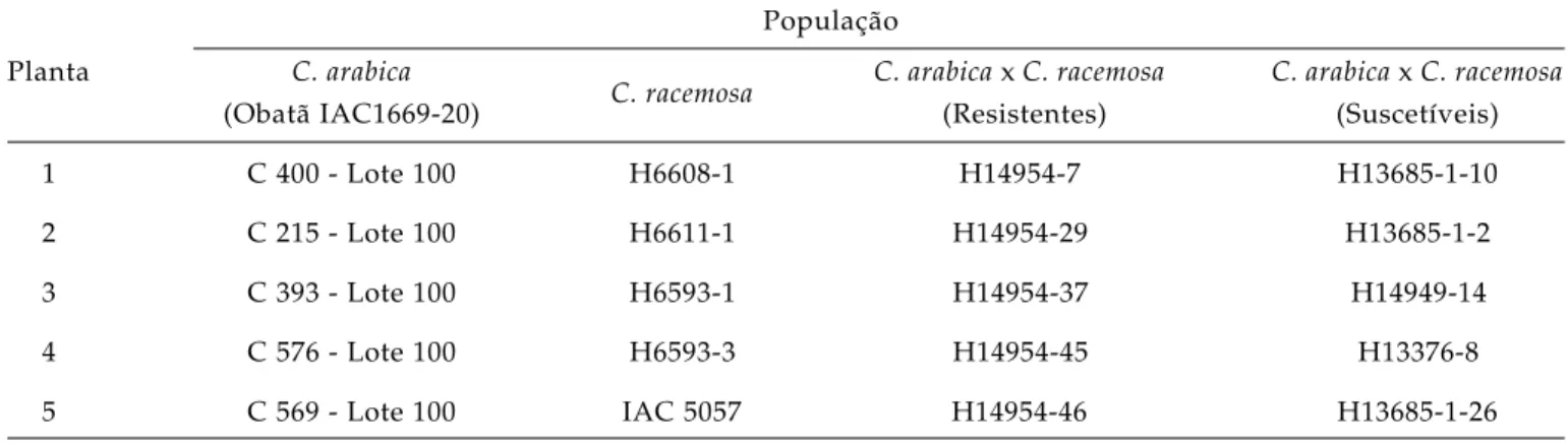 Tabela 1. Identificação dos indivíduos pertencentes às espécies C. arabica e C. racemosa e às progênies resistentes e