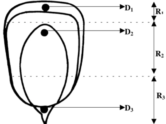 Figura 1. Localizações dos danos D 1 (calota endospermática), D2 (ápice do escutelo) e D3 (camada negra), provocados nas sementes e respectivas regiões (R1,   R 2  e R 3) consideradas na determinação da densidade ponderada de infecção.