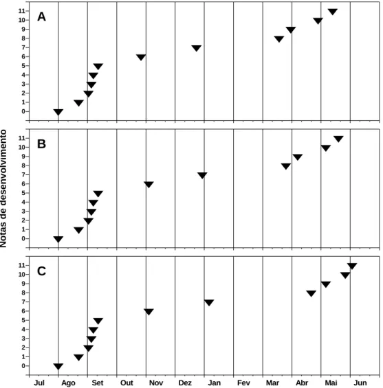 Figura 2. Desenvolvimento fenológico das cultivares Mundo Novo IAC 388-17 (A), Catuaí Vermelho IAC 144 (B) e IAC Obatã (C), na safra 2001/2002, em Campinas (SP).