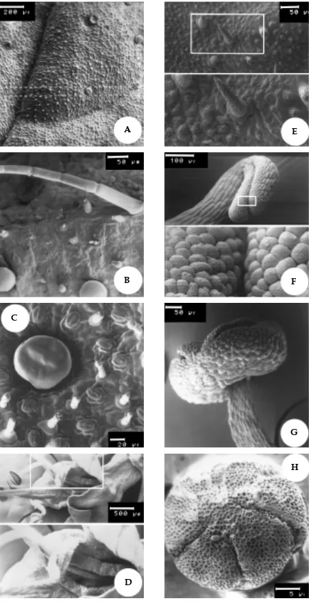 Figura 9. Micrografia eletrônica de varredura da superfície foliar de Mentha spicata L