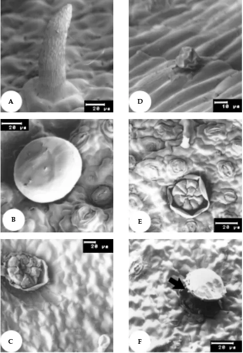 Figura 7. Micrografia eletrônica de varredura (MEV) da epiderme abaxial  de Mentha spicata X  suaveolens