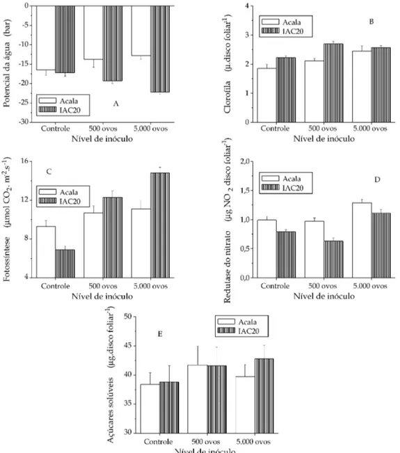 Figura 2.  Potencial da água (A), teor de clorofila (B), atividade fotossintética (C), atividade da enzima redutase do nitrato (D) e teor de açúcares solúveis (E) nas folhas de plantas das cultivares de algodão Acala e IAC20 inoculadas com 0, 500 e 5.000 o