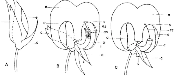 FIGURA  1. — Arachis hypogaea   L .  A. Esquema de um botão fechado. B. Esquema 