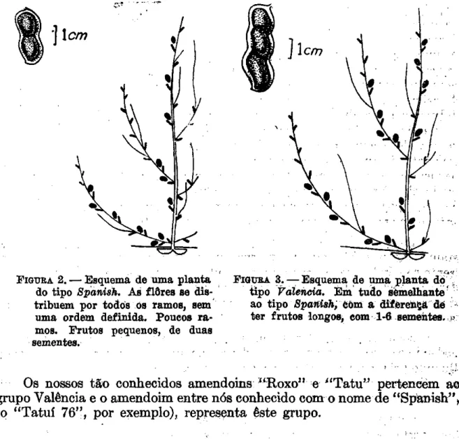 FIGURA  2 . — Esquema de uma planta FIGURA 3. — Esquema de uma planta do.,  do tipo Spanish