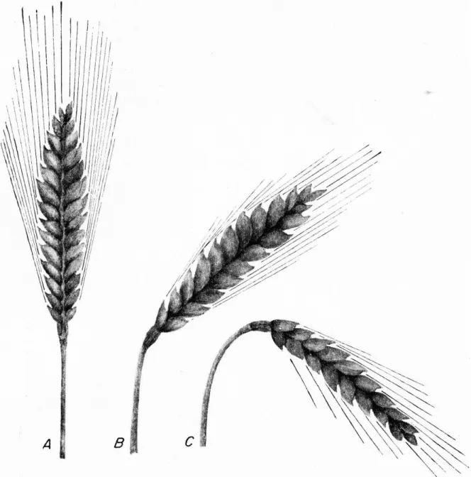 FIGURA 3. — Desenho esquemático mostrando as diversas posições que a espiga de trigo  pode assumir na época de submaturação