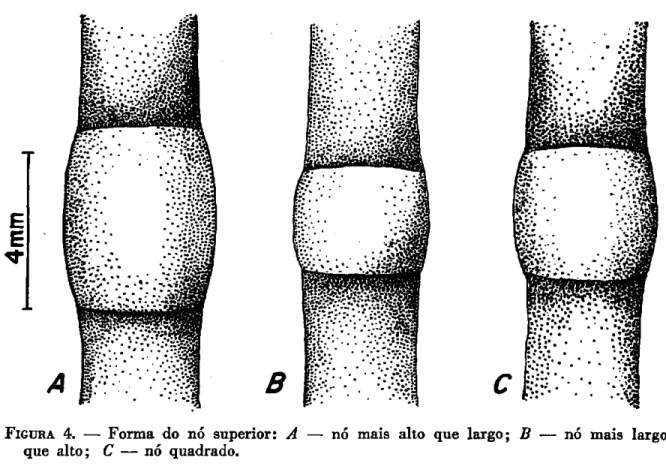 FIGURA 4. — Forma do nó superior: A — nó mais alto que largo; B — nó mais largo  que alto; C — nó quadrado
