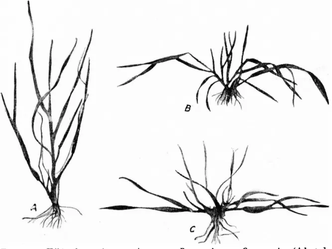 FIGURA 2. — Hábito de crescimento: A — ereto; B — semi-ereto; C — rasteiro. (Adaptado  de fotografias reproduzidas por Percival)