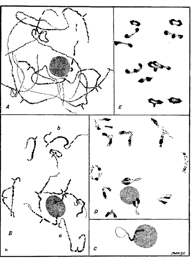 FIGURA  1. — Detalhes da microsporogênese em Coffea Dewevrei De Wild et Th. Dur. A —  Paquinema; B — paquinema-diplonema; C — o cromossômio ligado ao nucléolo;  D — diaquinese; E •— metáfase I
