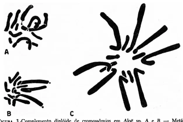 FIGURA  3.-Complemento diplóide de cromossômios em Aloé sp. A e  B  — Metáfase  em ponta de raiz (xl609)