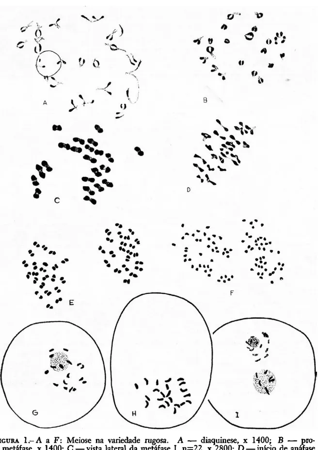 FIGURA   l . - A a F: Meiose na variedade rugosa. A — diaquinese, x 1400; B — pro- pro-metáfase, x 1400; C — vista lateral da metáfase I, n=22, x 2800; D — início de anáfase  I, n=22, x 1400; E — metáfase II, onde se vêem 22 pares de cromossômios em cada  