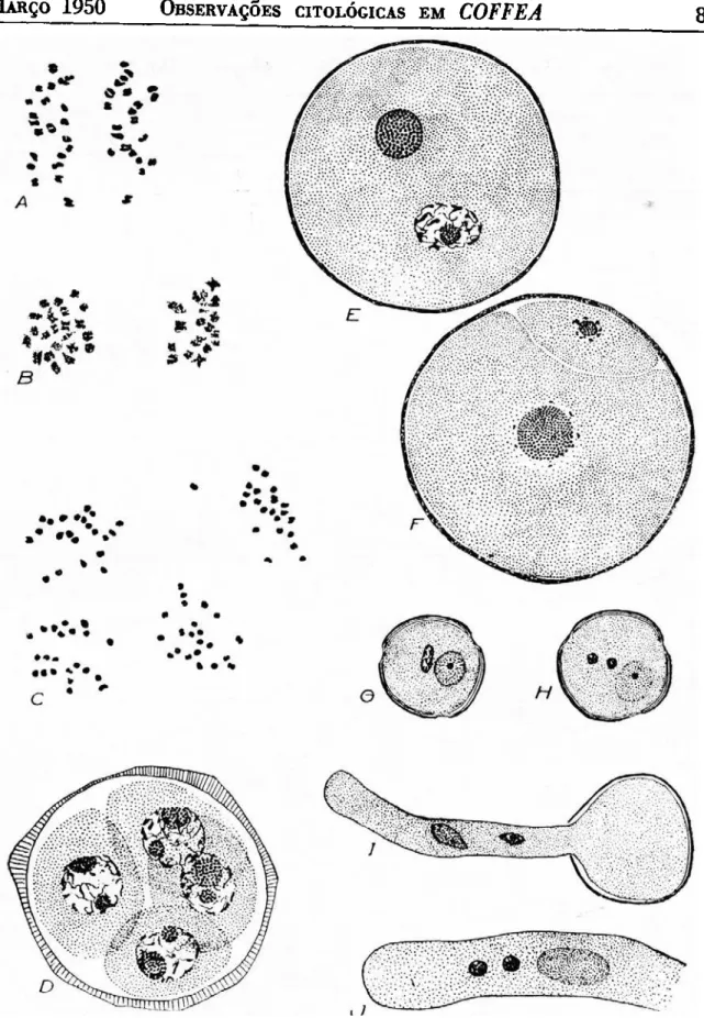 FIGURA  2.- A a  E  — Fase da divisão meiótica e formação do microspore na variedade  semperfiorens, (1070  x ) 