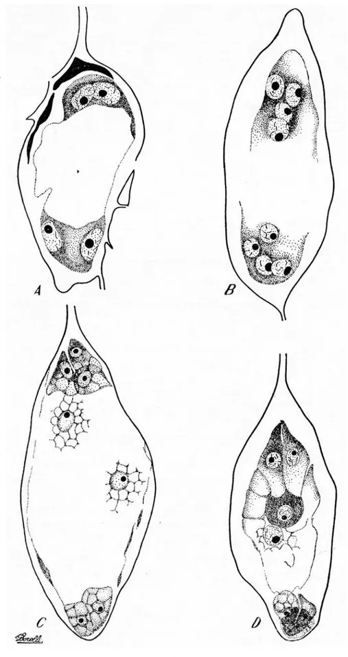 FIGURA  1.-Formação do saco embrionário em Cotíea canephora Pierre ex Froehner.  A — S