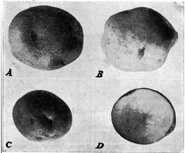 FIGURA  1.—Tubérculos típicos da variedade Eigenheimer.  A  e B — vista longitu- longitu-dinal ; C — vista apical; D — corte transversal