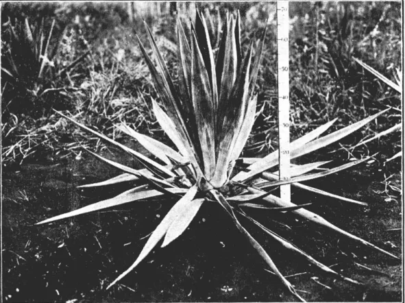 Fig. 2 Planta normal  d e sisal 