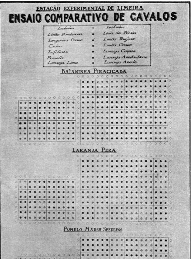 Gráfico  2  — Representação das Quadras, Blocos e Parcelas. 